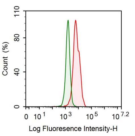 Anti-Vascular Endothelial Growth Factor A (VEGFA) Monoclonal Antibody