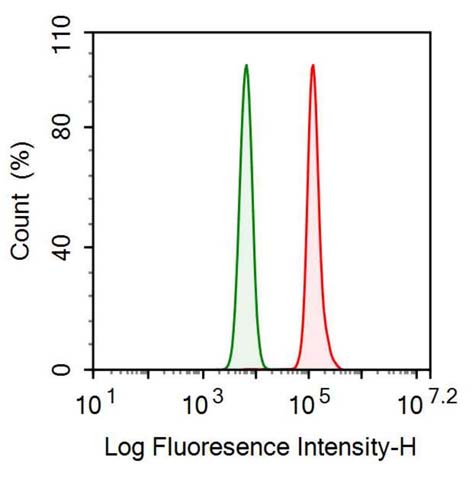 Anti-Transforming Growth Factor Beta 2 (TGFb2) Monoclonal Antibody