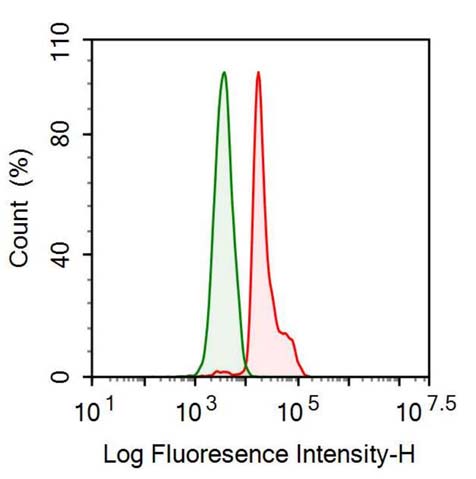 Anti-Cyclophilin B (CYPB) Monoclonal Antibody