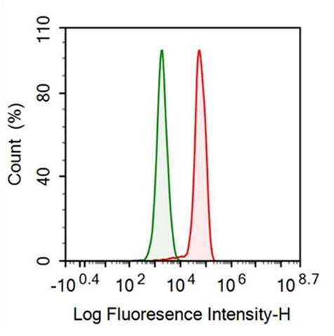 Anti-Anti-Mullerian Hormone (AMH) Monoclonal Antibody