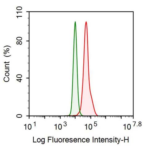 Anti-Galectin 1 (GAL1) Monoclonal Antibody