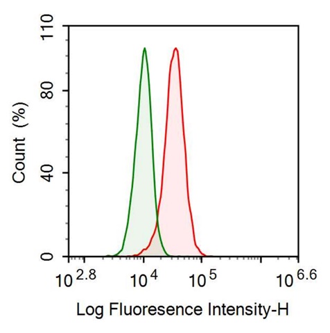 Anti-Octamer Binding Transcription Factor 4 (OCT4) Monoclonal Antibody