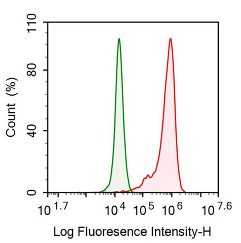 Anti-Synaptophysin (SYP) Monoclonal Antibody