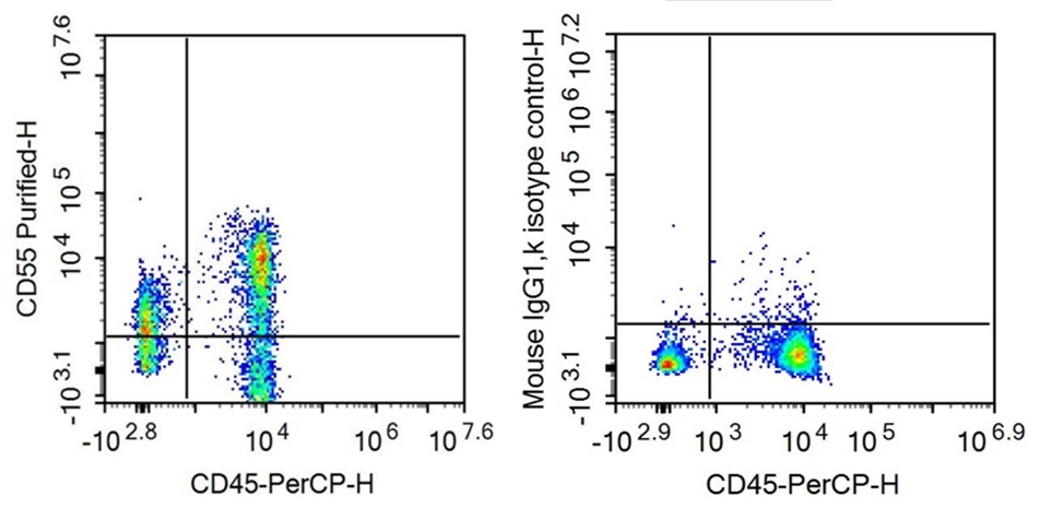 Anti-Cluster Of Differentiation 55 (CD55) Monoclonal Antibody