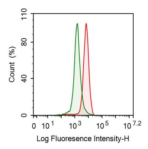 Anti-Tissue Inhibitors Of Metalloproteinase 1 (TIMP1) Monoclonal Antibody