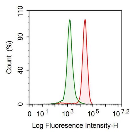 Anti-Tissue Inhibitors Of Metalloproteinase 1 (TIMP1) Monoclonal Antibody