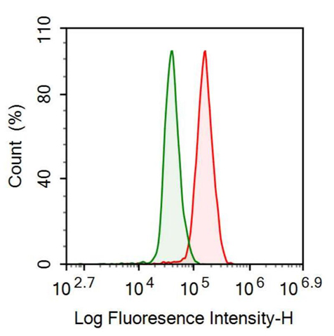 Anti-Heme Oxygenase 1 (HO1) Polyclonal Antibody