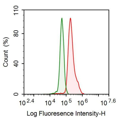 Anti-Heme Oxygenase 1 (HO1) Monoclonal Antibody
