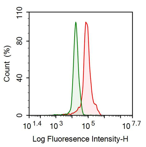 Anti-Forkhead Box Protein P1 (FOXP1) Monoclonal Antibody