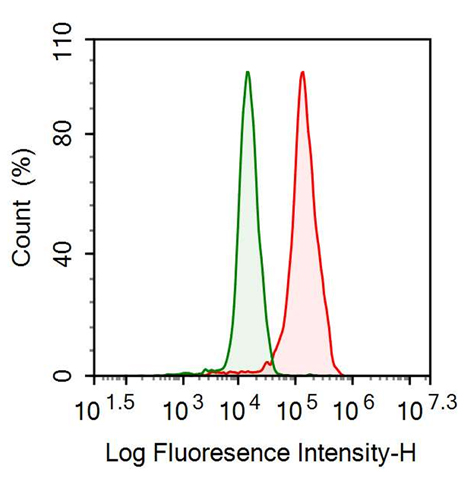 Anti-Forkhead Box Protein P1 (FOXP1) Monoclonal Antibody