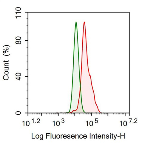 Anti-Nitric Oxide Synthase 2, Inducible (NOS2) Monoclonal Antibody