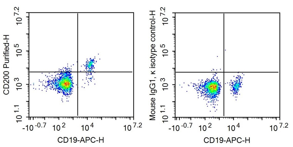 Anti-Cluster Of Differentiation 200 (CD200) Monoclonal Antibody