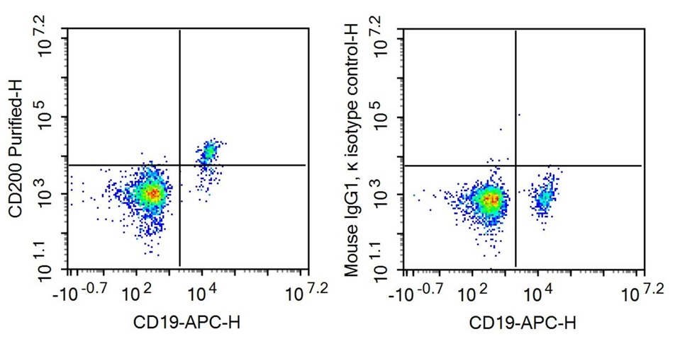 Anti-Cluster Of Differentiation 200 (CD200) Monoclonal Antibody