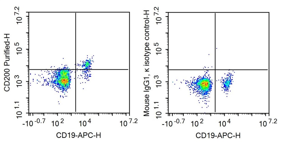 Anti-Cluster Of Differentiation 200 (CD200) Monoclonal Antibody