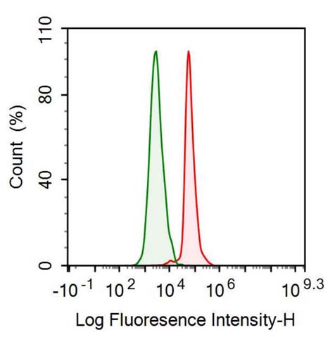 Anti-Low Density Lipoprotein Receptor Related Protein 1 (LRP1) Monoclonal Antibody