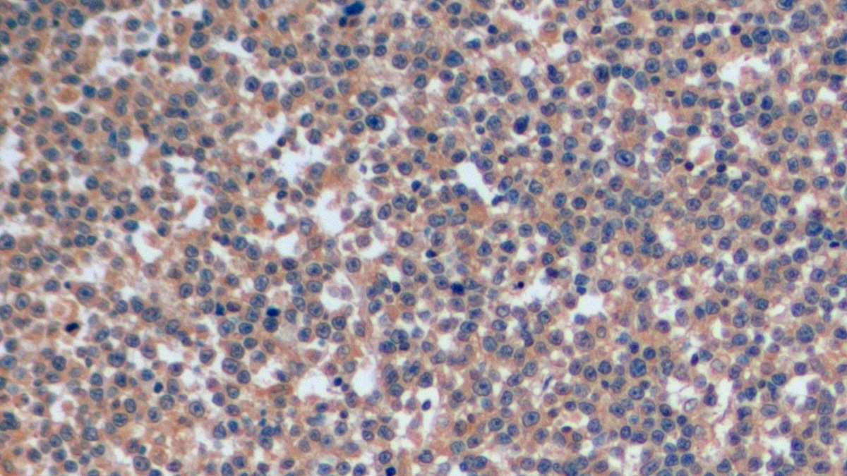 APC-Linked Anti-Cluster Of Differentiation 4 (CD4) Monoclonal Antibody