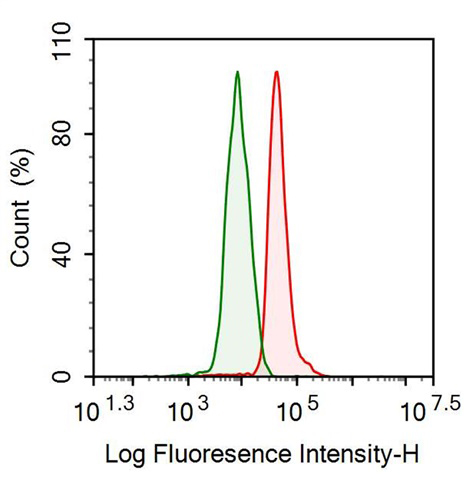 Anti-Elastin (ELN) Monoclonal Antibody