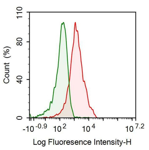 Anti-Tetraspanin 30Cluster of Differentiation 63 (CD63) Monoclonal Antibody