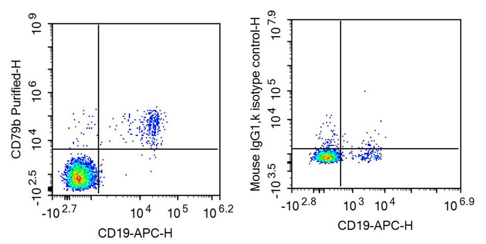 Anti-Cluster of Differentiation 79B (CD79B) Monoclonal Antibody