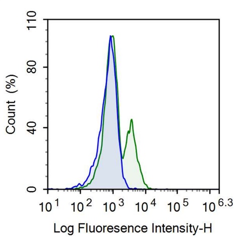 Anti-Cluster of Differentiation 90 (CD90) Monoclonal Antibody