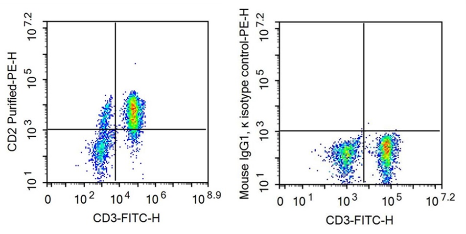 Anti-Cluster Of Differentiation 2 (CD2) Monoclonal Antibody