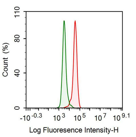 Anti-Lactate Dehydrogenase B (LDHB) Monoclonal Antibody