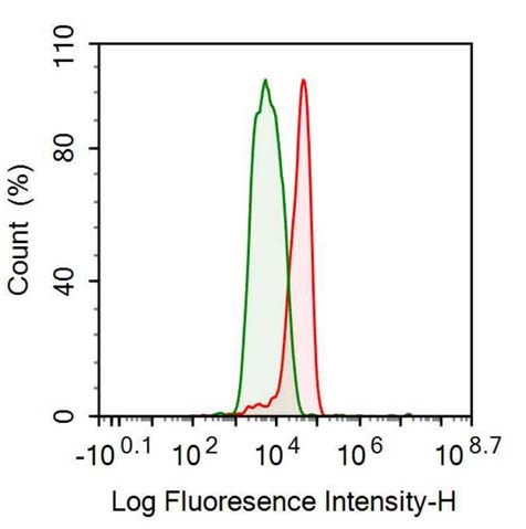 Anti-Tubulin Beta (TUBb) Monoclonal Antibody