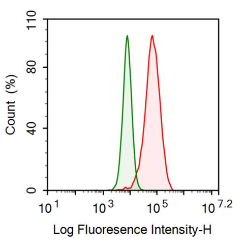 Anti-Interferon Regulatory Factor 6 (IRF6) Polyclonal Antibody