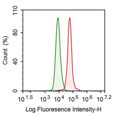 Anti-Noggin (NOG) Monoclonal Antibody