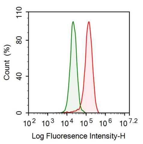Anti-Zuotin Related Factor 1 (ZRF1) Polyclonal Antibody