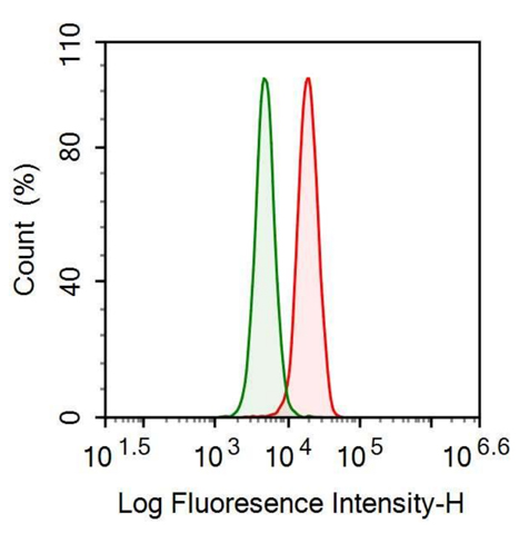 Anti-N-Ethylmaleimide Sensitive Factor (NSF) Polyclonal Antibody