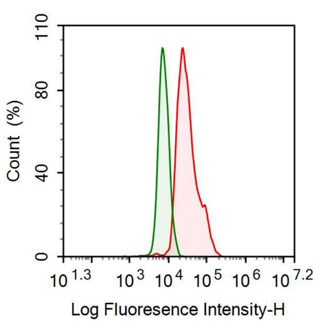 Anti-Ferritin, Heavy Polypeptide (FTH) Monoclonal Antibody