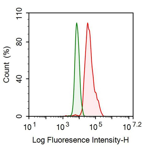 Anti-Ferritin, Heavy Polypeptide (FTH) Monoclonal Antibody