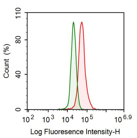 Anti-Carbonic Anhydrase III, Muscle Specific (CA3) Monoclonal Antibody