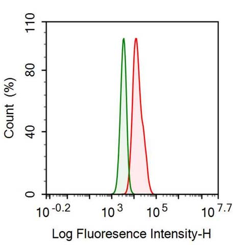 Anti-Sequestosome 1 (SQSTM1) Monoclonal Antibody