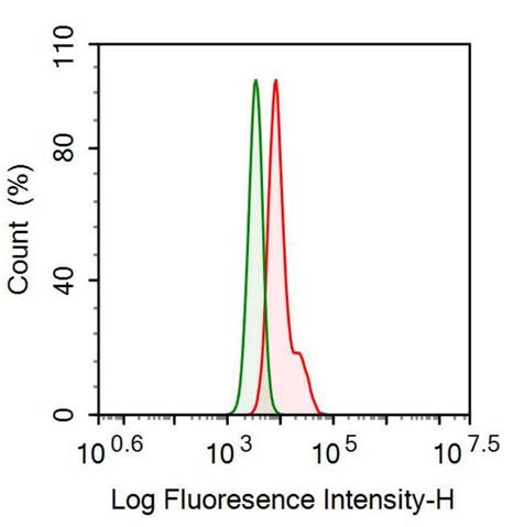 Anti-Sequestosome 1 (SQSTM1) Monoclonal Antibody