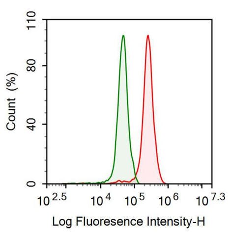 Anti-Apolipoprotein L2 (APOL2) Monoclonal Antibody