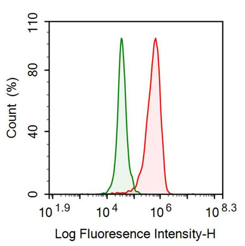 Anti-Nexilin (NEXN) Monoclonal Antibody