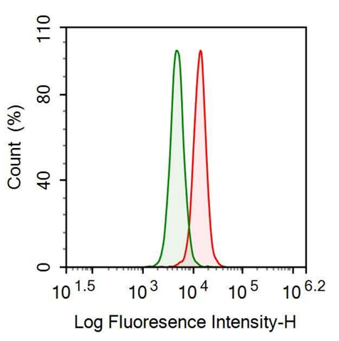 Anti-Fumarylacetoacetate Hydrolase (FAH) Polyclonal Antibody