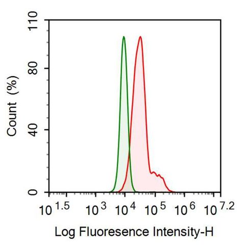 Anti-Catechol-O-Methyltransferase (COMT) Monoclonal Antibody