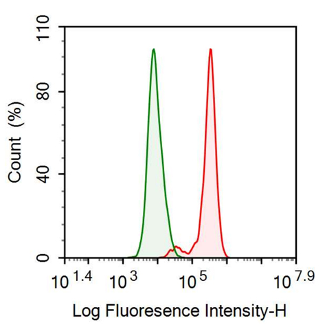 Anti-Wolfram Syndrome Protein 1 (WFS1) Monoclonal Antibody