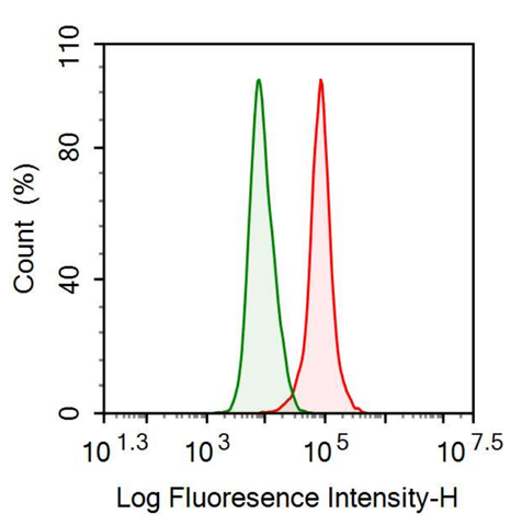 Anti-Wolfram Syndrome Protein 1 (WFS1) Monoclonal Antibody