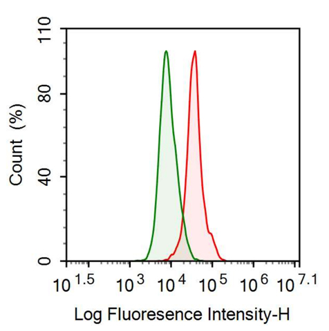 Anti-Wolfram Syndrome Protein 1 (WFS1) Monoclonal Antibody