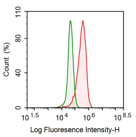 Anti-REV1 Homolog (REV1) Monoclonal Antibody