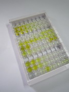 High Sensitive ELISA Kit for Antidiuretic Hormone (ADH)