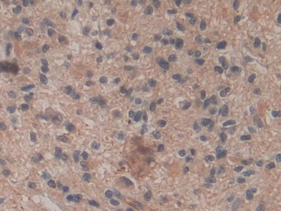 Biotin-Linked Monoclonal Antibody to Amphiregulin (AREG)