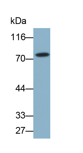 Biotin-Linked Polyclonal Antibody to Angiopoietin 1 (ANGPT1)