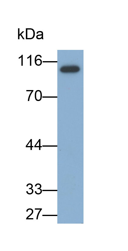 Biotin-Linked Polyclonal Antibody to E-cadherin