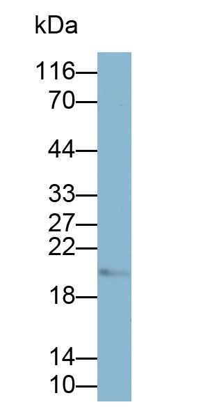 Biotin-Linked Polyclonal Antibody to Interleukin 17 (IL17)