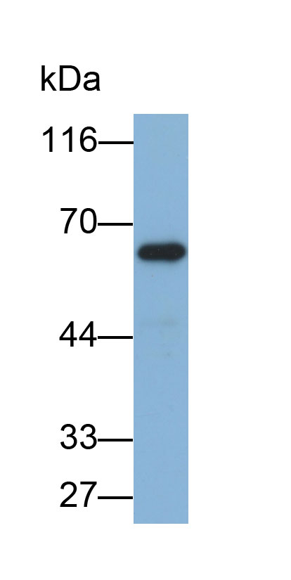 Biotin-Linked Polyclonal Antibody to Interleukin 1 Receptor Type I (IL1R1)